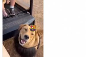 直播称号骑勇